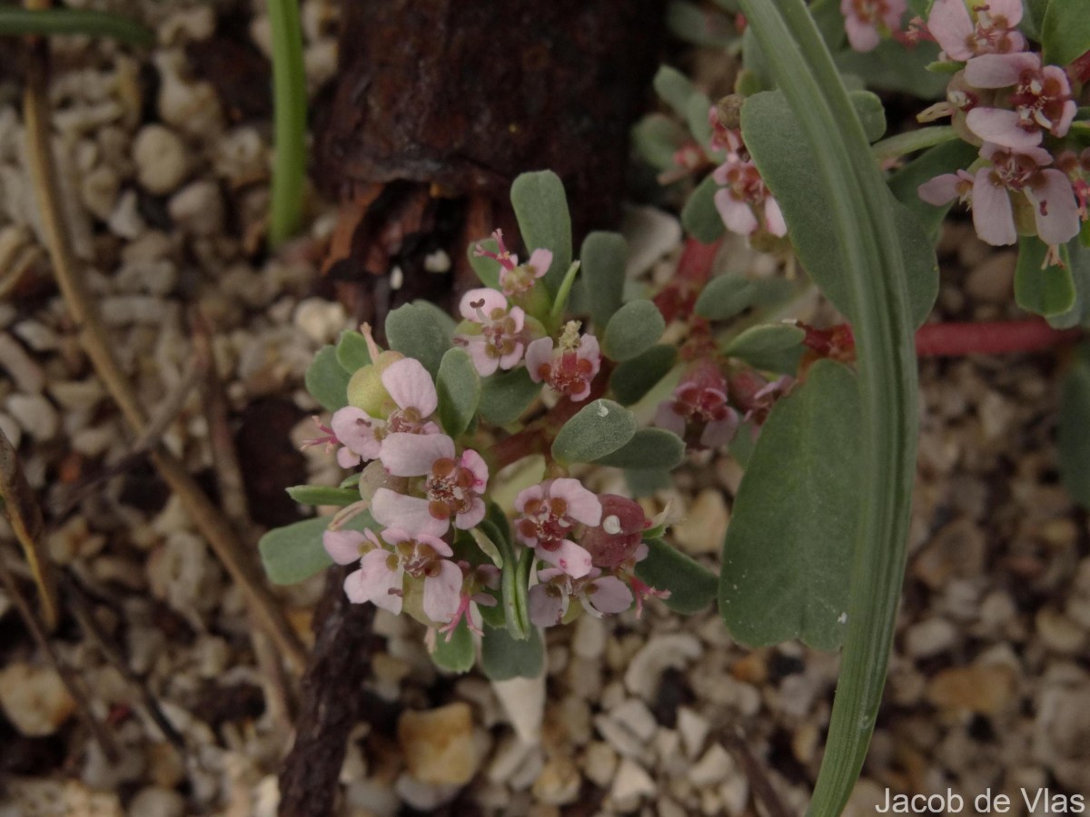 Euphorbia rosea Retz.